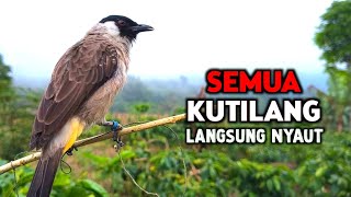 Download lagu Suara Burung Kutilang Gacor Istimewa Memanggil Temannya mp3 Download lagu Suara Burung Kutilang Gacor Istimewa Memanggil Temannya mp3