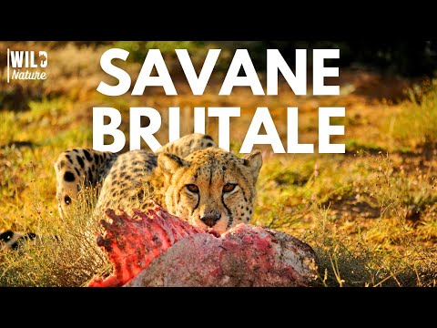 LE PRIX DE LA VITESSE – La Vie Secrète des Guépards | Documentaire Animalier