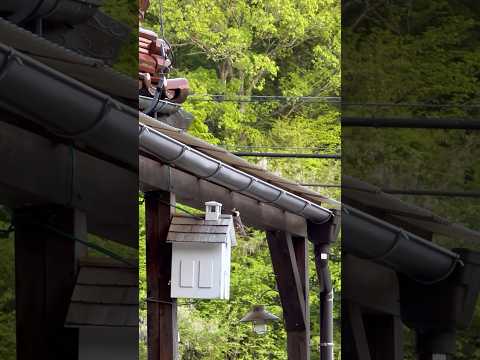 なぜ鶏や野鳥の餌箱に砂を入れるのでしょうか？  庭園