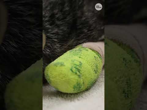 Airport Fire fox released back into the wild after lengthy recovery #Shorts