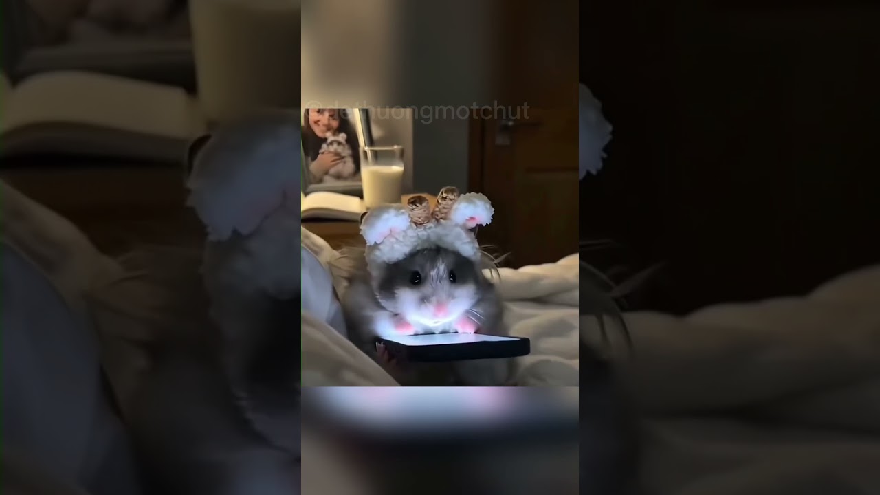 Đừng ăn tối một mình nhé (Dont Do That) #hamster #pets#funnyshorts