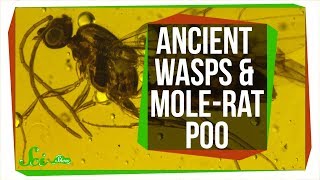 Parasitic Wasps Found Inside 30 Million-Year-Old Flies | SciShow News