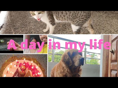 A day in my life #birthday #hailstorm #cat #dog