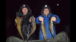 FEEDERMANIA - Menyhal horgászat a téli Dunán