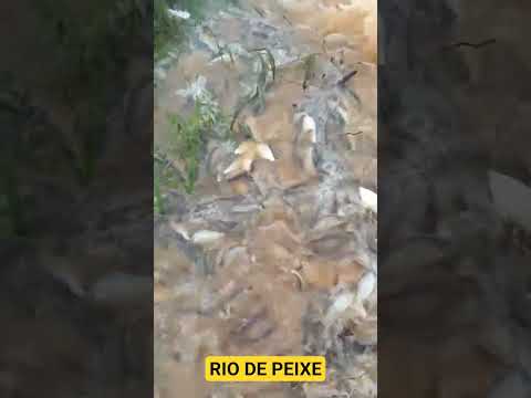 peixes ilhados - Santo Estevão -Ba