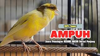 Download lagu Masteran Kenari Juara #kenari #canary #canario #canarias #pancingankenari #masterankenarifullisian mp3 Download lagu Masteran Kenari Juara #kenari #canary #canario #canarias #pancingankenari #masterankenarifullisian mp3