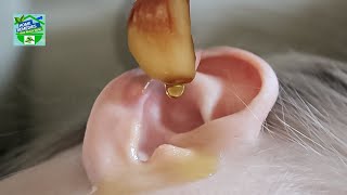 How To Get Rid Of Tinnitus Naturally (Ringing Ear)