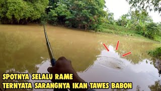 Download lagu SPOT MANTAP_IKANNYA BABON² BIKIN BETAH MANCING DISINI // MANCING TAWES mp3 Download lagu SPOT MANTAP_IKANNYA BABON² BIKIN BETAH MANCING DISINI // MANCING TAWES mp3