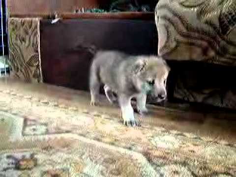 2006.08.14 - 'F' & 'G' z Peronówki - Ceskoslovensky Vlcak