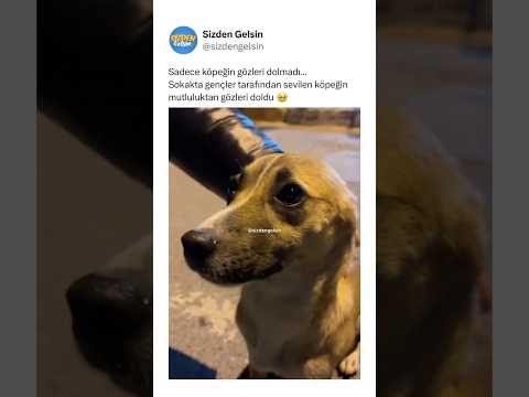 Sokakta gençler tarafından sevilen köpeğin mutluluktan gözleri doldu 🥹
