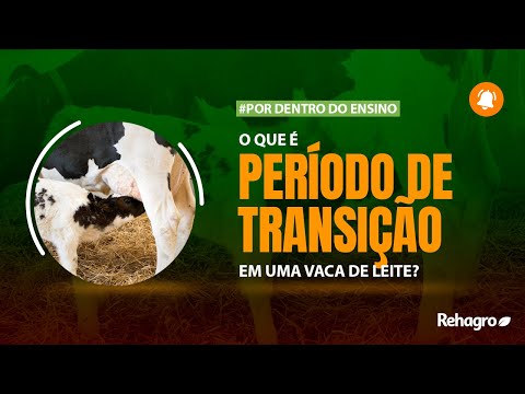 , title : 'Período de TRANSIÇÃO em VACAS LEITEIRAS | Por Dentro do Ensino - Leite'