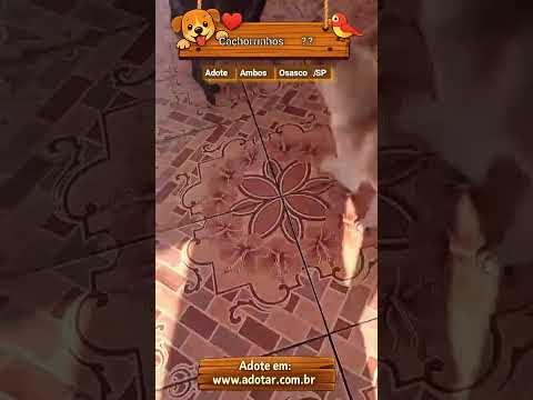 Vídeo de Cachorrinhos ??