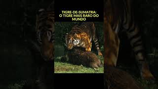 Tigre de sumatra -  O Tigre Mais Raro do Mundo   #TigreDeSumatra, #AnimaisRaros, #EmExtincao