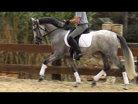 Spanish horse for Sale | Andalusian PRE Gelding 2018 (#MP491)