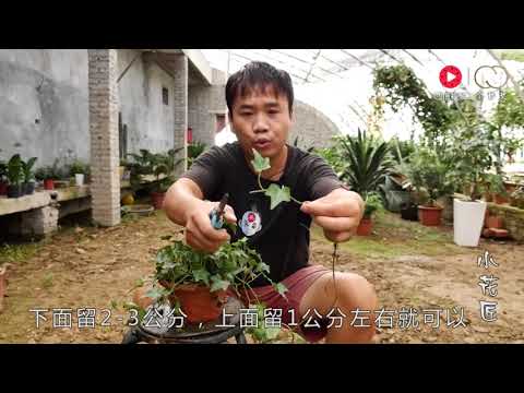 常春藤開花
