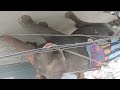 Animal Lover Elephant Animals Elephant Animation Animalshorts Animallovers