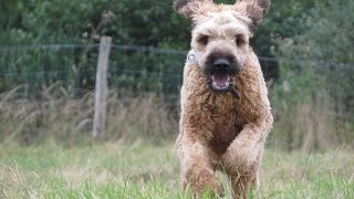 Digby - Briard - 6 Week Residential Dog Training at Adolescent Dogs