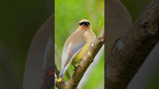 Cedar Waxwing (Bombycilla cedrorum).Wildlife birds. #birds #cedarwaxing