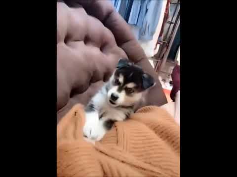 funniest animal videos of 2022 - funny golden retriever dogs and cutest golden puppies  V.18466 #fu