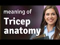 Understanding Tricep Anatomy A Simple Guide For English Learners