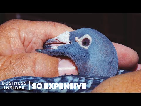 , title : 'Why Racing Pigeons Are So Expensive | So Expensive'