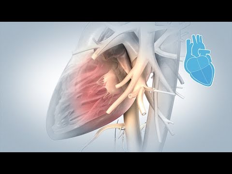 Anatomía del corazón