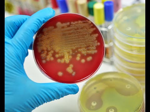 Microbial antagonism | Antibiotics