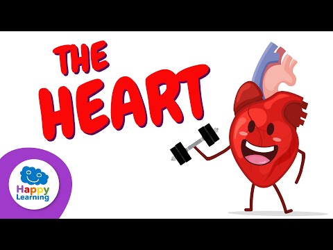 Facts you didn't know about the Heart ❤️ 🩺 | Happy Learning