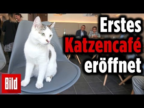 Erstes Katzencafé in Düsseldorf eröffnet