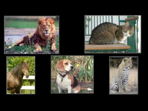 Ligers and Tigons - Separating Fact from Fiction - Question 5