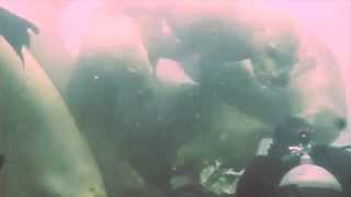 preview picture of video 'Scuba Diving | Sealions | Norris Rock | Hornby Island | Vancouver Island'