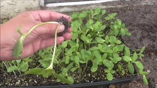 Transplanting Sunflower Seedlings