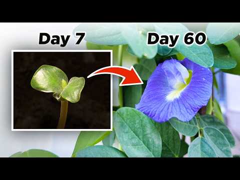 Butterfly Pea Time-Lapse: Growing from Seed to Tea (Aparajita / Blue Ternate)