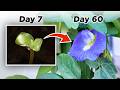 Butterfly Pea Time Lapse Growing From Seed To Tea Aparajita Blue Ternate
