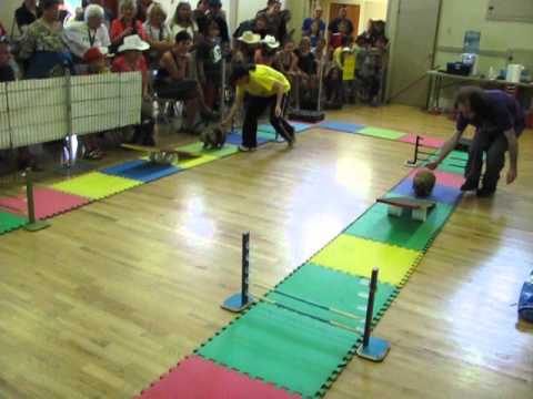 August 30, 2014   IPE Fair   Side by Side   Bijou Vs Mocha 1