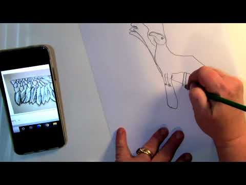 How to draw a turkey vulture Leonardo's favorite bird...