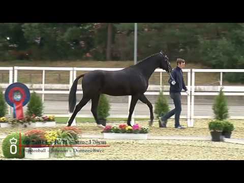 66 Hengst v  Fürstenball   Johnson