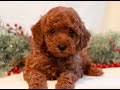 Mini Goldendoodle dogs for sale: Faith  - Video 1