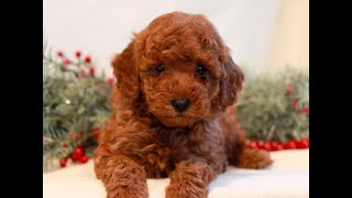 Video preview image #1 Goldendoodle (Miniature) Puppy For Sale in LITITZ, PA, USA