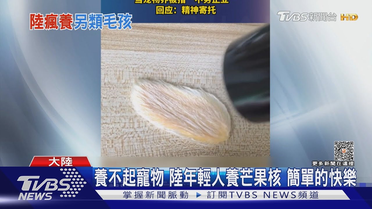 養不起寵物 陸年輕人養芒果核簡單的快樂