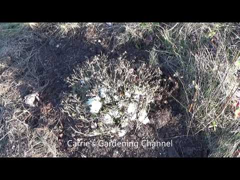 母親が冬を乗り切るためのヒント、秋には母親の減量をすべきか