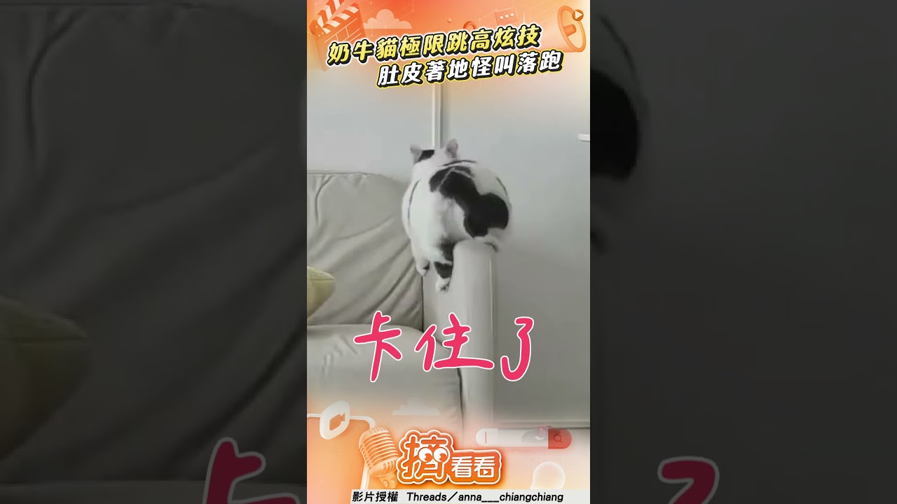 影音/奶牛貓挑戰極限跳高炫技 慘變「肚皮著地」怪叫落跑