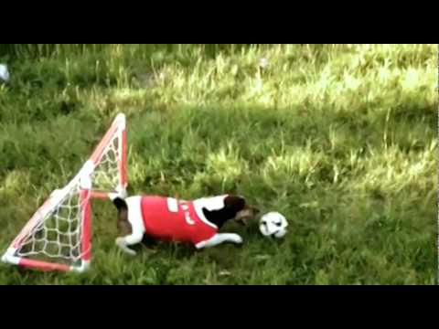 Jest Szczęsny, jest Tytoń, jest i Reksio 