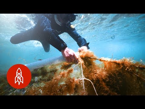 Farming Under the Sea for Japan’s Rare Delicacy