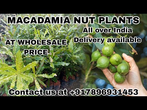 Macadamia nuts plant