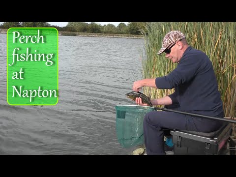 Perch fishing at Napton on the float with Andrew Bolderson