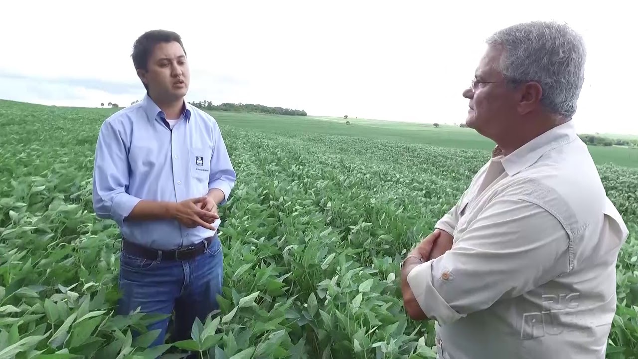 Especialista em nutrição de plantas dá dicas sobre produção de soja