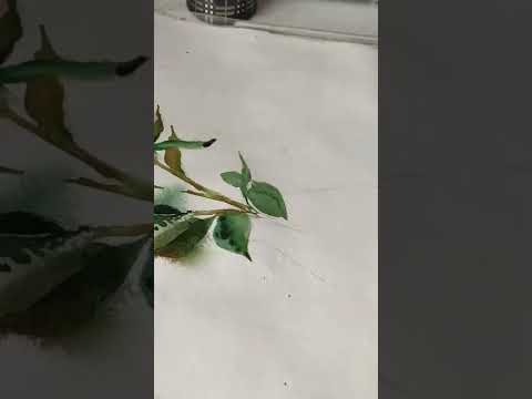 flowers in watercolor