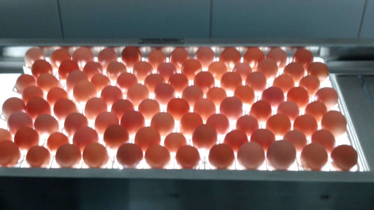 Legalizei minha Granja! mais de 400 ovos são produzidos aqui, veja os preparos...