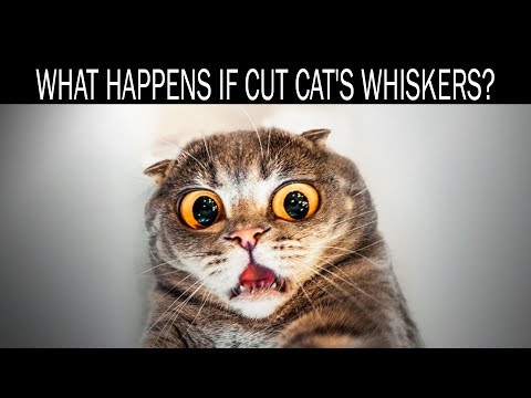 What happens if cut cat's whiskers